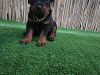 Dev Rottweiler Yavruları Sizlerle