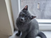 2 AYLIK SCOTTİSH STRAİGHT YAVRU KEDİM
