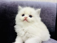 Ragdoll bebeklerimiz