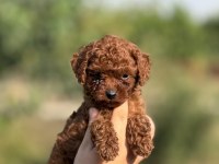 ÇİŞ EĞİTİMLİ TOY POODLE BEBEKLER 