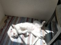 Ücretsiz scottish fold 2 yaşında kısır değil