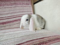 Cüce lop miniatur lop cüce tavşan çiftliği