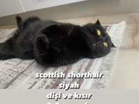 Ömürlük yuva arıyoruz scottish fold