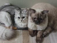 British longhair kızımıza yeni yuva