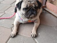 SAHİBİNDEN EĞİTİMLİ DİŞİ PUG