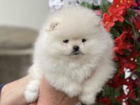 Pomeranian boo yavrular