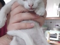3-4 ay arası 3 tane erkek scottish fold