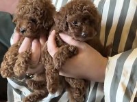 Toy Poodle Köpeğimiz Sağlıklı