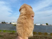 2 AYLIK MALTİPOO