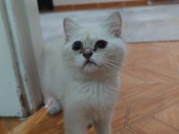 British shorthair 3 aylık