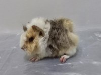 Guinea Pig Yavrular Aynı Gün Set Halinde Teslim Edilir