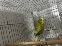 Hazır jumbo takım muhabbet kuşu