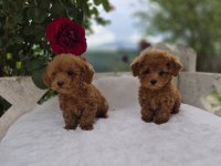 Toypoodle Yavrularımız