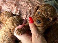 Minyatür red poodle yavrularım