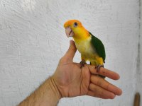 Biblo gibi bebek caique
