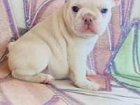 Mükemmel kalite lilak tan platin french bulldog dişi erkek