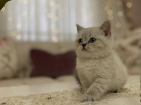 British Shorthair Yavrularım