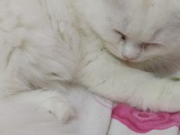 2 aylık beyaz scottish kedi satılık
