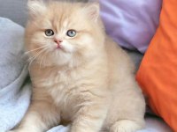 British Longhair Ve Shorthair Dünya Tatlısı Yavrular