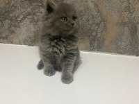 British Shorthair ve Longhair 2 Aylık Yavrular