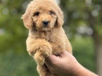 Labradoodle Goldendoodle Yavrular