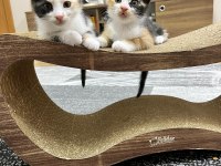 GEBZEDE YAVRU KEDİMİZ