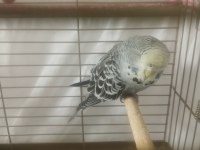 Jumbo muhabbet kuşu