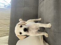 2 Aylık Dişi Golden Retriever