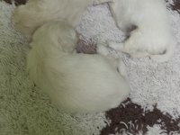 Maltese terrier yavrular