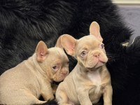 Yurtdışı kalitesi Egzotik French Bulldog