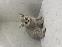 OYUNCU BİR BEBEK KEDİMİZ
