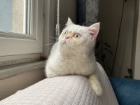 ERKEK BRİTİSH SHORTHAİR - PERSİAN KEDİMİZ