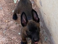 Teslime hazır malinois bebekler
