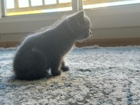 Orjinal Scottish Fold ve British Shorthair 4 Yavru
