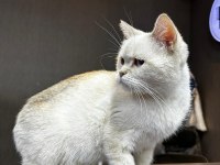 İki yaşında dişi british blue point