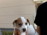 ORJİNAL JACK RUSSELL YAVRULAR 2 DİŞİ 2 ERKEK