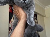 4 aylık british shorthair kırık kulak dişi