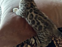 Küçük bengal kedisi kaplanlar