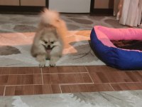 Pomeranian