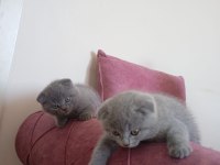 Güzeller güzeli dişi ve erkek scottish fold yavrularım