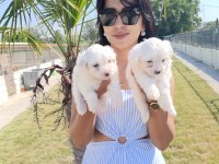 Terrier Maltese yavrular