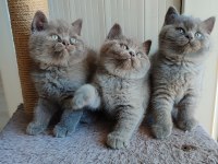 Peluş tüylü british shorthair yavrularımız