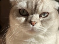 Acil satılık scottish fold