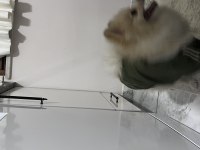 Pomeranian 4 aylık