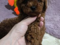 Toy poodle kore kan yavrular