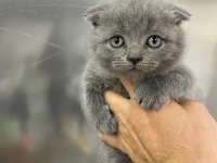 Erkek scottish fold yavru