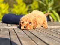 MİNİ MALTİPOO YAVRULARIMIZ