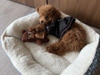 Toy Poodle Yavrularımız