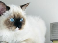 ŞECERELİ ANNE VE BABADAN SAFKAN RAGDOLL DİŞİ YAVRUM