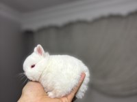 Safkan hollanda lop mini lop ve cüce tavşanlar